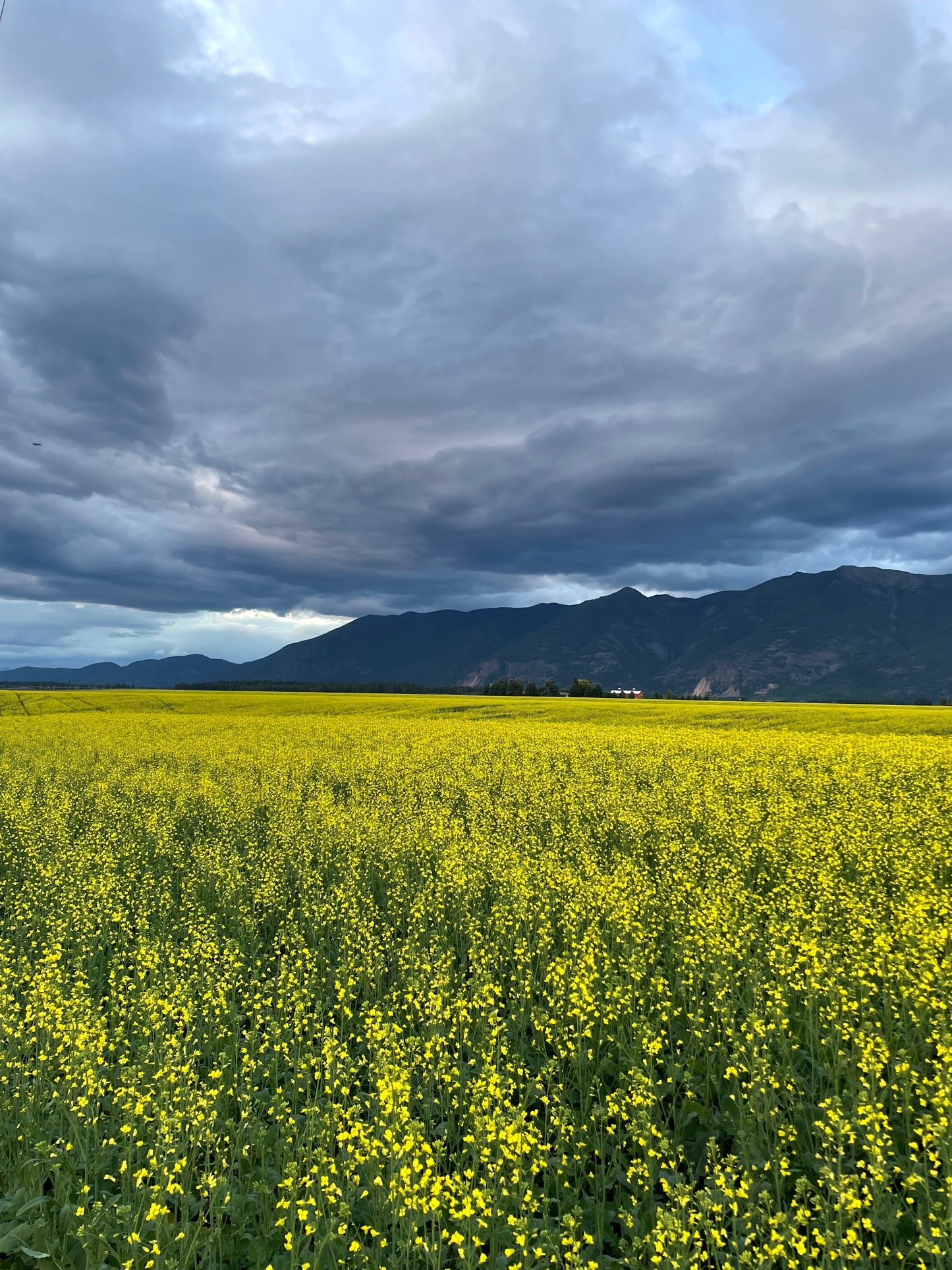 Canola Fields Forever-Fingering