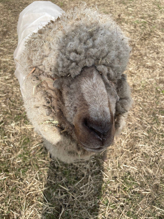 Buckley’s Fleece