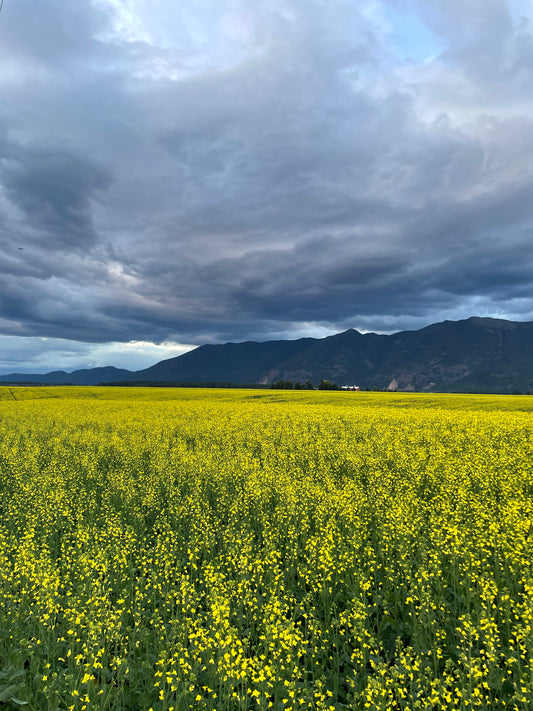 Canola Fields Forever